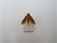 藏品(蒙古白肩天蛾)的圖片